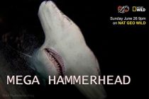 دانلود مستند Mega Hammerhead 2016 ( مگا سر چکش ) با لینک مستقیم