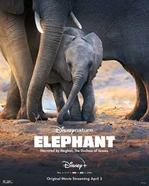 دانلود مستند Elephant 2020 ( فیل ۲۰۲۰ ) با زیرنویس فارسی چسبیده