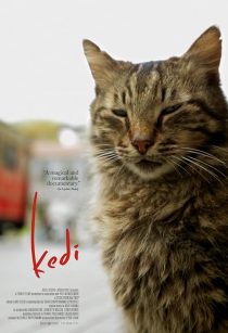 Kedi 2016